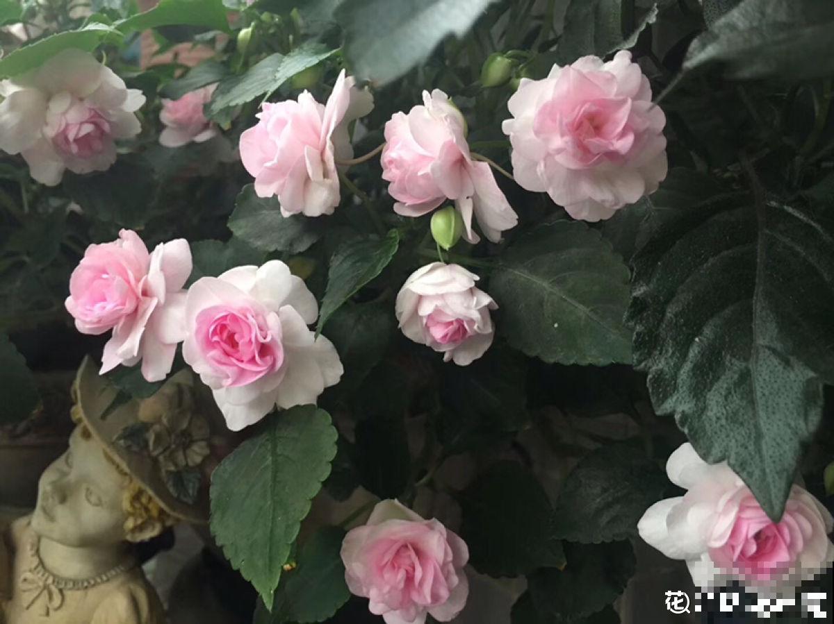 非洲凤仙花，比月季好看又好养，一年四季开花不断！