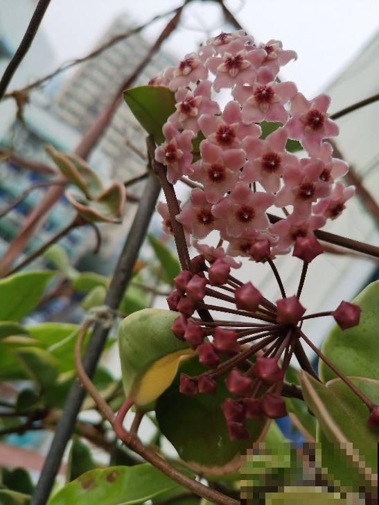 耐阴花就养它，开花像花球，满屋飘香