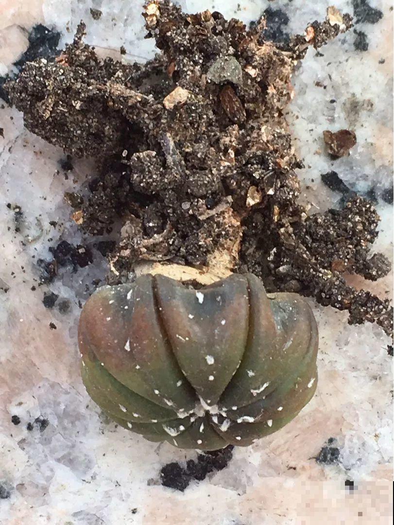 平时没人要的花，开出5朵超大花，邻居全都抢着要！