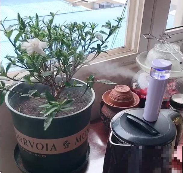 大冬天养花，用喷壶和风扇，花居然长得特别旺！