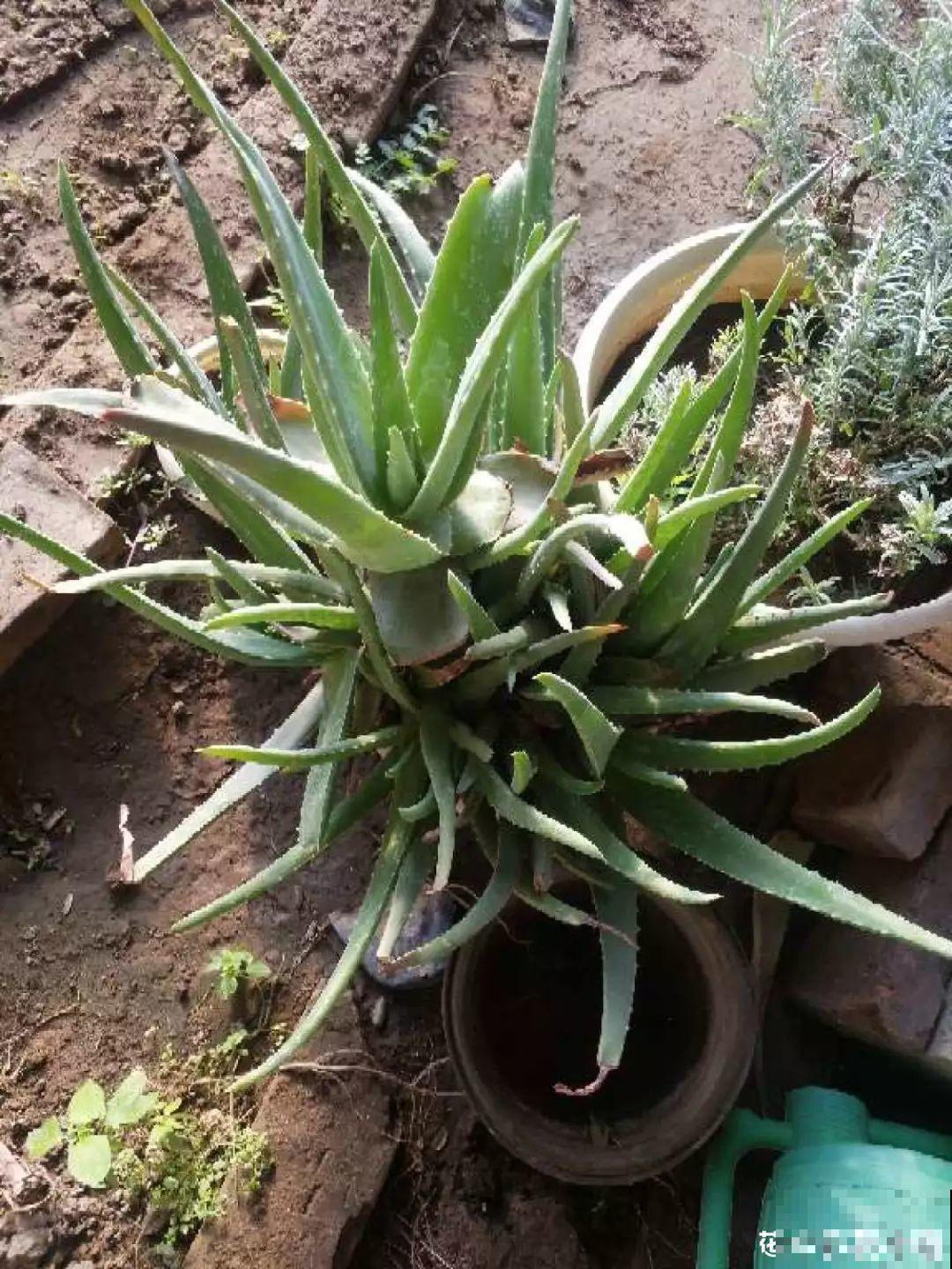 这10种耐旱花，2个月不浇水，叶子反而绿油油！
