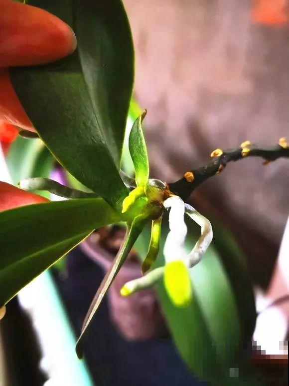 这6种花开败了？抓紧剪两刀，还能再开两三茬！