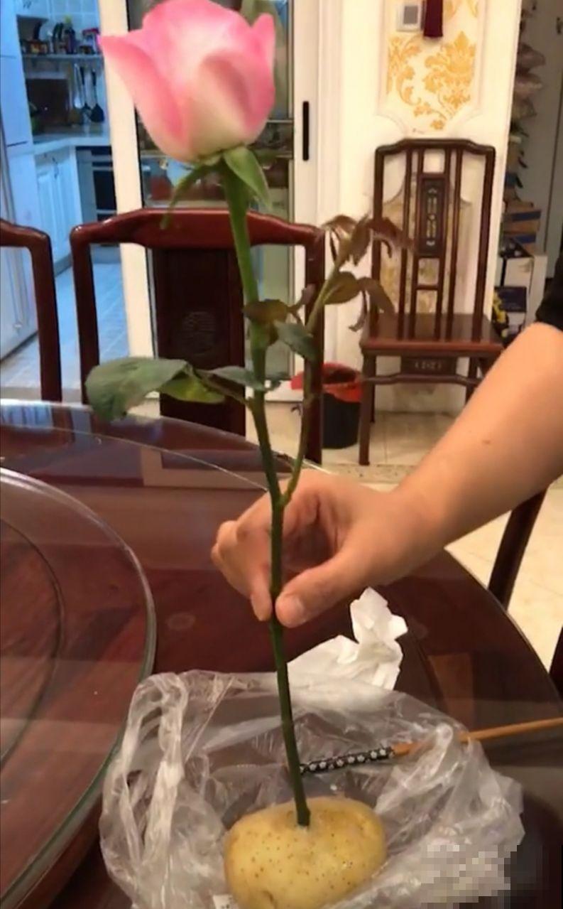 家里养花要警惕，听信了这些“偏方”，花养一盆死一盆！