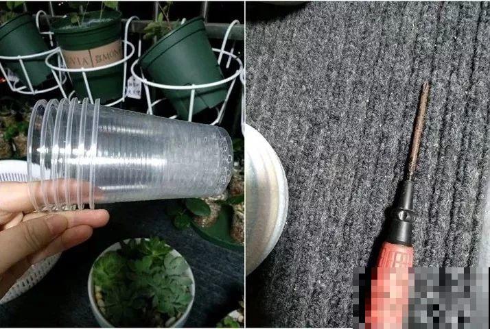 12月扦插这种花，成活率超高，大白根呼呼冒！