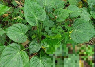 野外偶遇神秘植物，1片叶子比井盖还大，摘下来直接当雨伞撑！