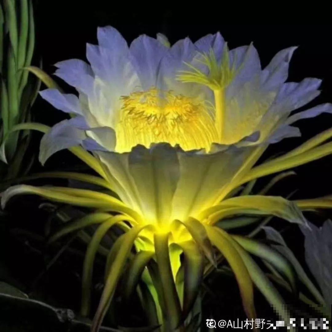 这种有“灵性”的花，一夜开了几十朵，再晚也要等花开！