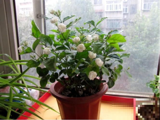 男人爱养这7类花，少有女人会养，为啥？