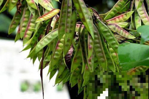 原来古代人都用这个洗衣服，环保不伤手，花盆里就能栽！