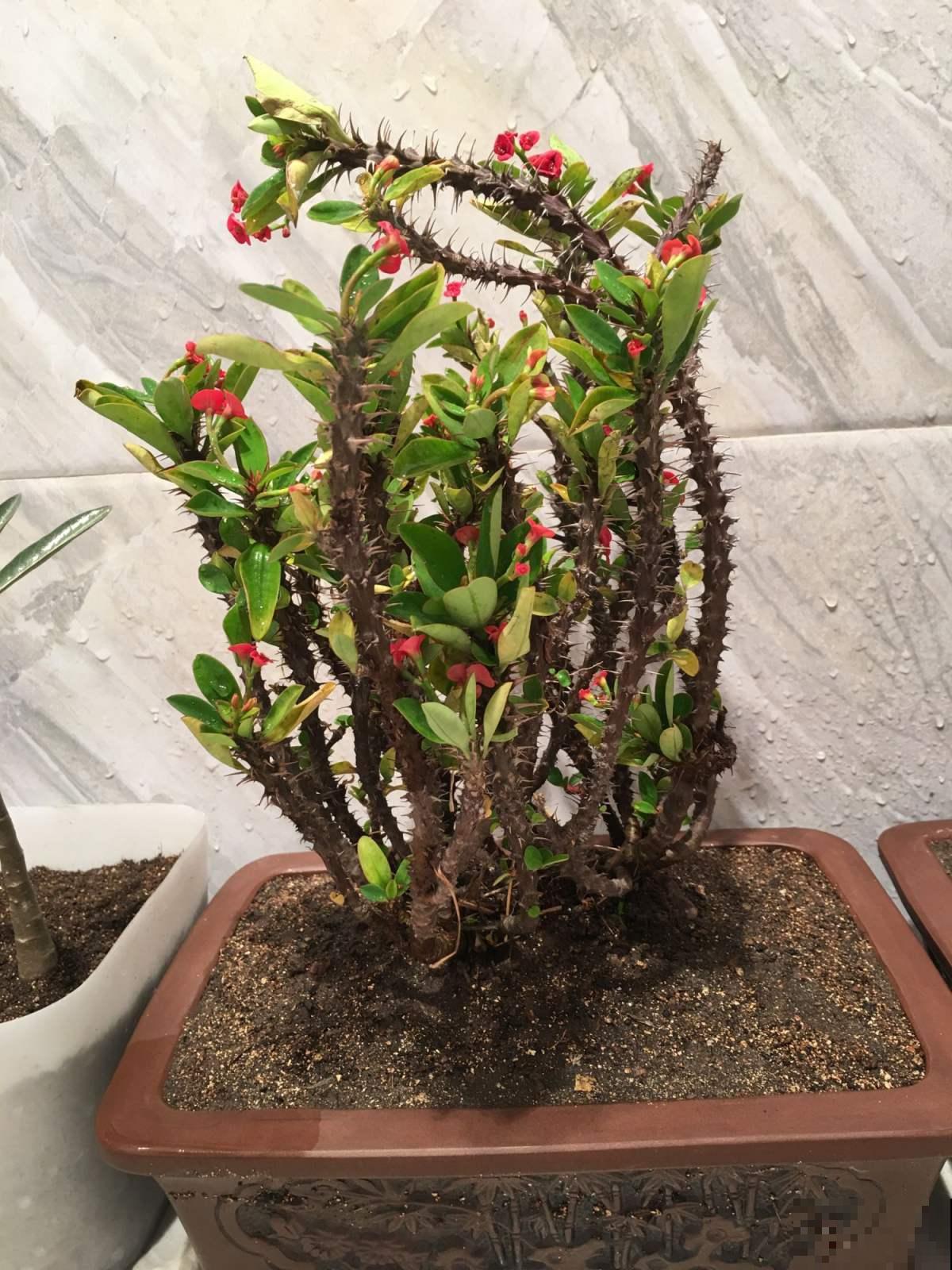冬天家家关门闭窗，这几种植物可别放家里，否则要中毒招！