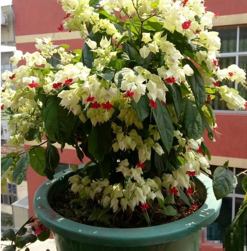这花还能吐小珠子，开花美到爆，一年四季能赏花！