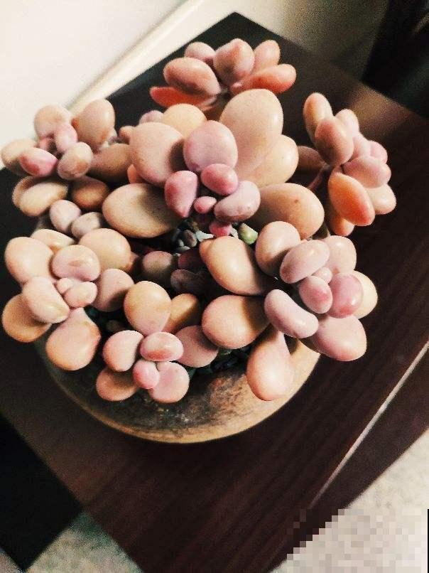 阳台面积小也没事，就选这5种花，玲珑可爱很好养！