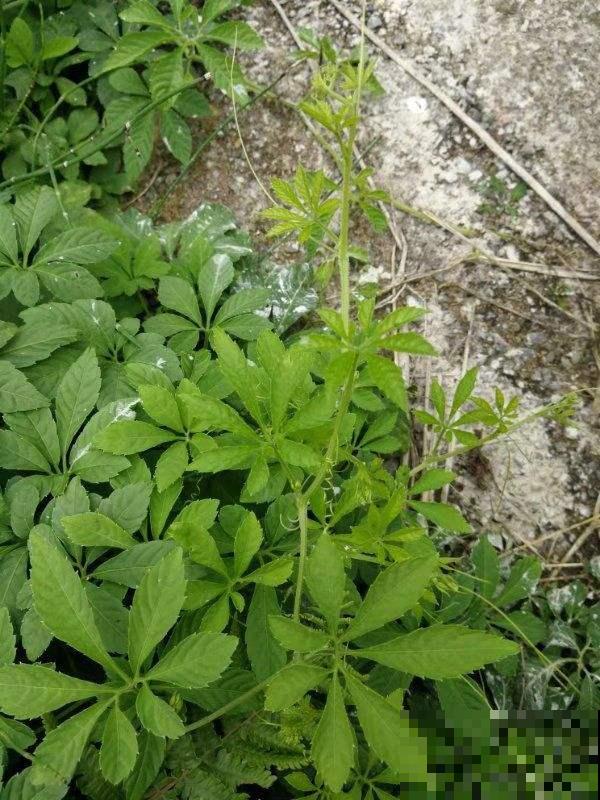 后院长满一墙野草，没想到一鉴定是绞股蓝，这下发财了！
