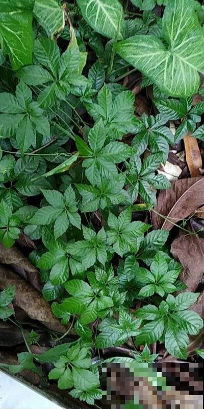 后院长满一墙野草，没想到一鉴定是绞股蓝，这下发财了！
