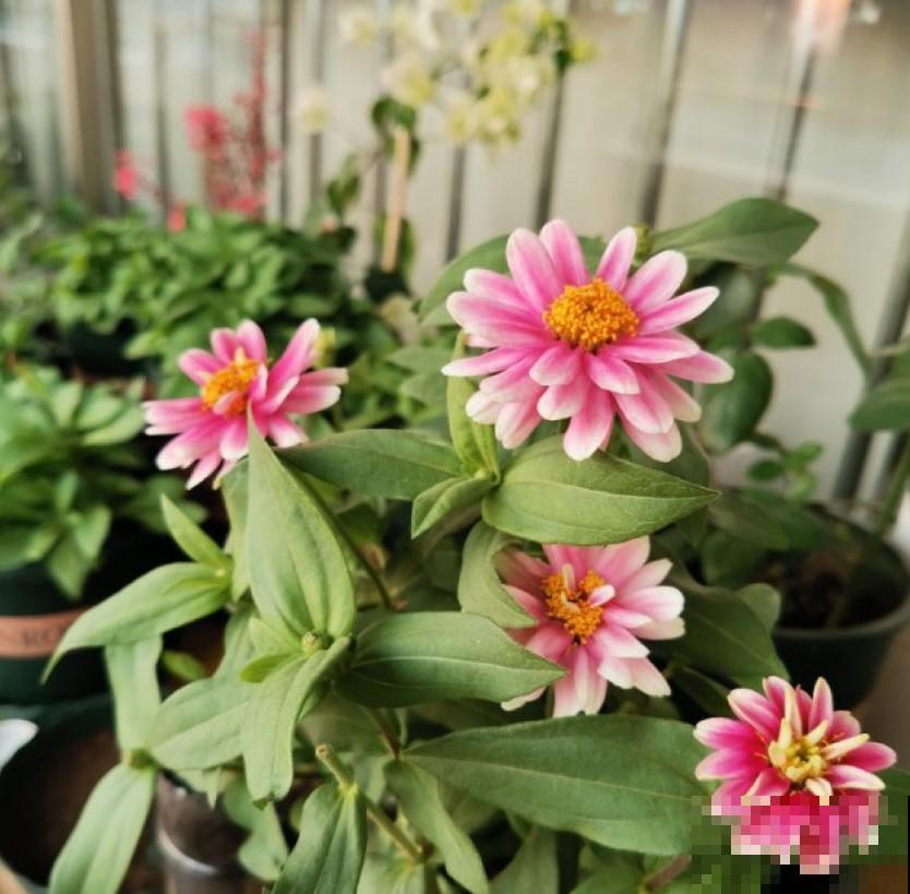 盆百日菊，开花旺的不行，撒播就能长！