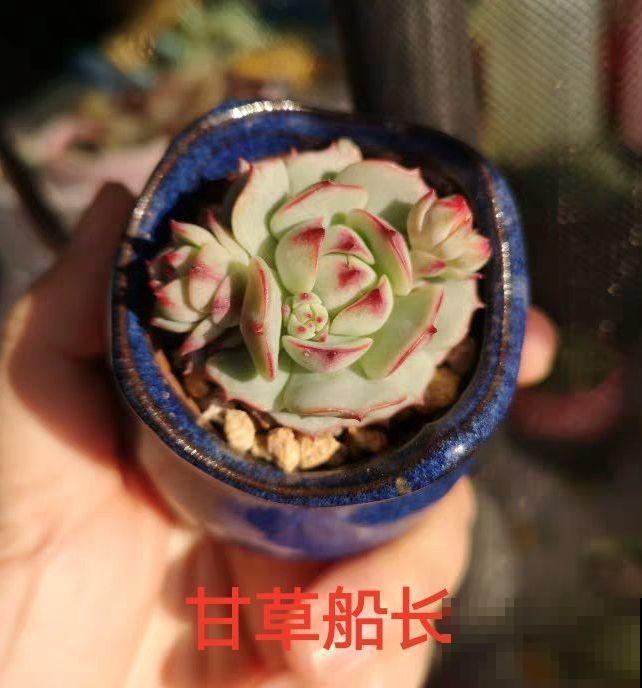 这种多肉，是界内的群生小霸王，长得跟一朵朵小花似的！