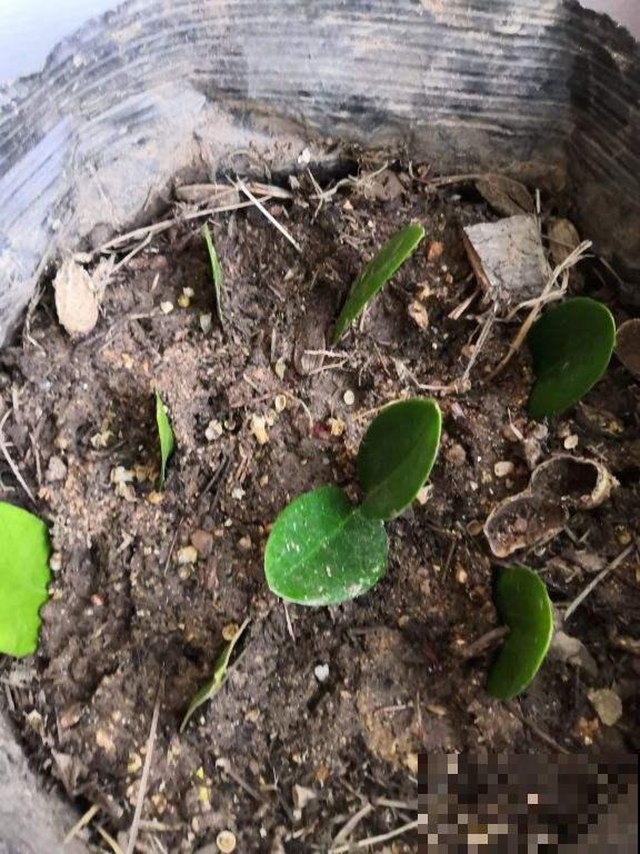 谁说冬天不能扦插，这3种花现在扦插，成活率90%