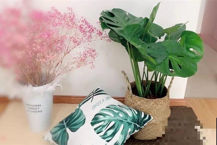 耐阴花摆客厅，光再弱也能蹭蹭长，净化空气效果比绿萝好多了！
