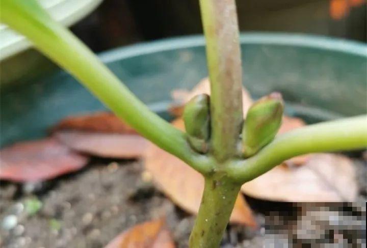 现在给绣球剪枝？都是谣言，信了明年别指望开花了！