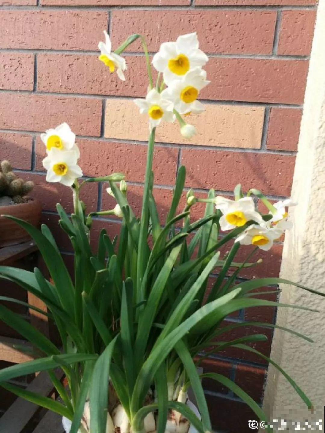 这4种花养在家里，就是一个小型的加湿器，不干不躁真舒服！