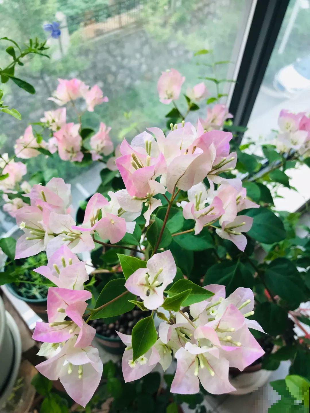 阳台封闭不通风养花，就选这8种花，能种出一个室内花园！