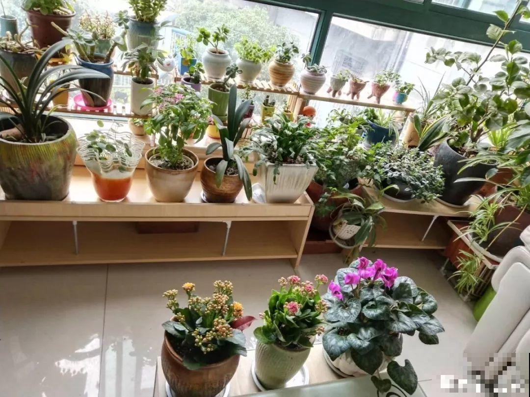 阳台再小也不怕，跟她学一招，把花挂起来养，不占地还好看！