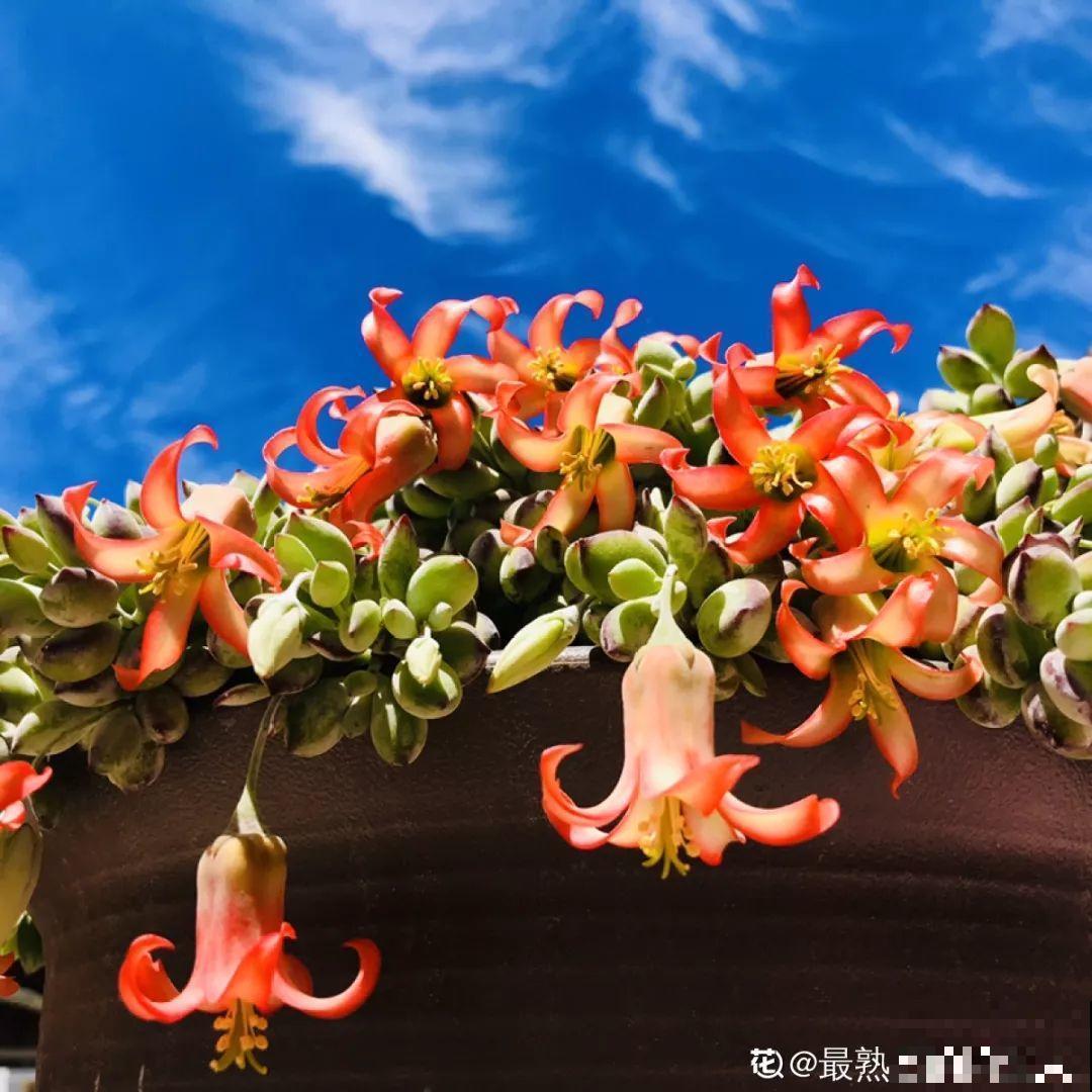 这多肉的叶子是弯的，晒足了太阳，还能变成紫色！