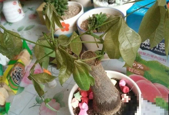20种花最怕冷，一降温就黄叶，不做准备只剩空盆了！