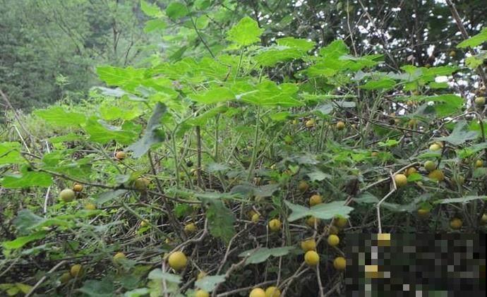 老太上山就摘把这种小野瓜，掰碎放嘴里有奇效，拿到集市能卖钱