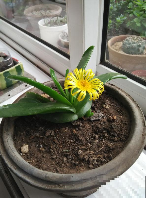 这花都叫它“绿舌头”，光照越足叶子越绿，真像一块玉