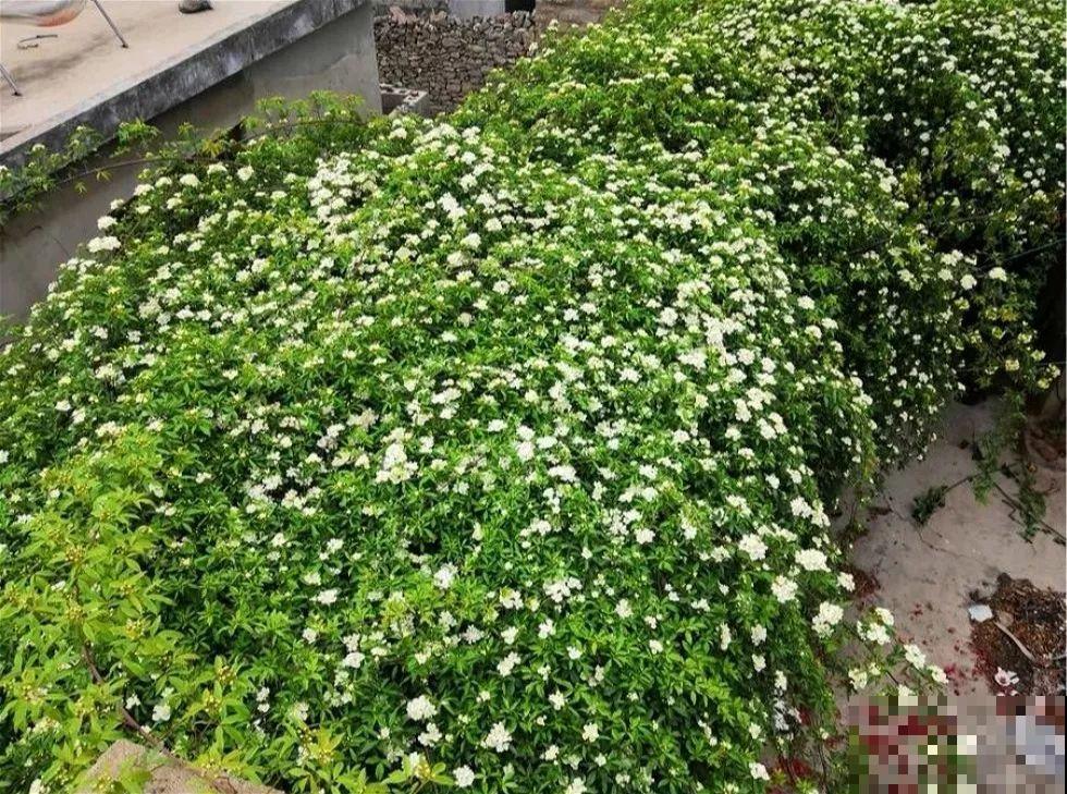 这花最适合用来做盆景，造型剪好了，身价能翻好几倍！