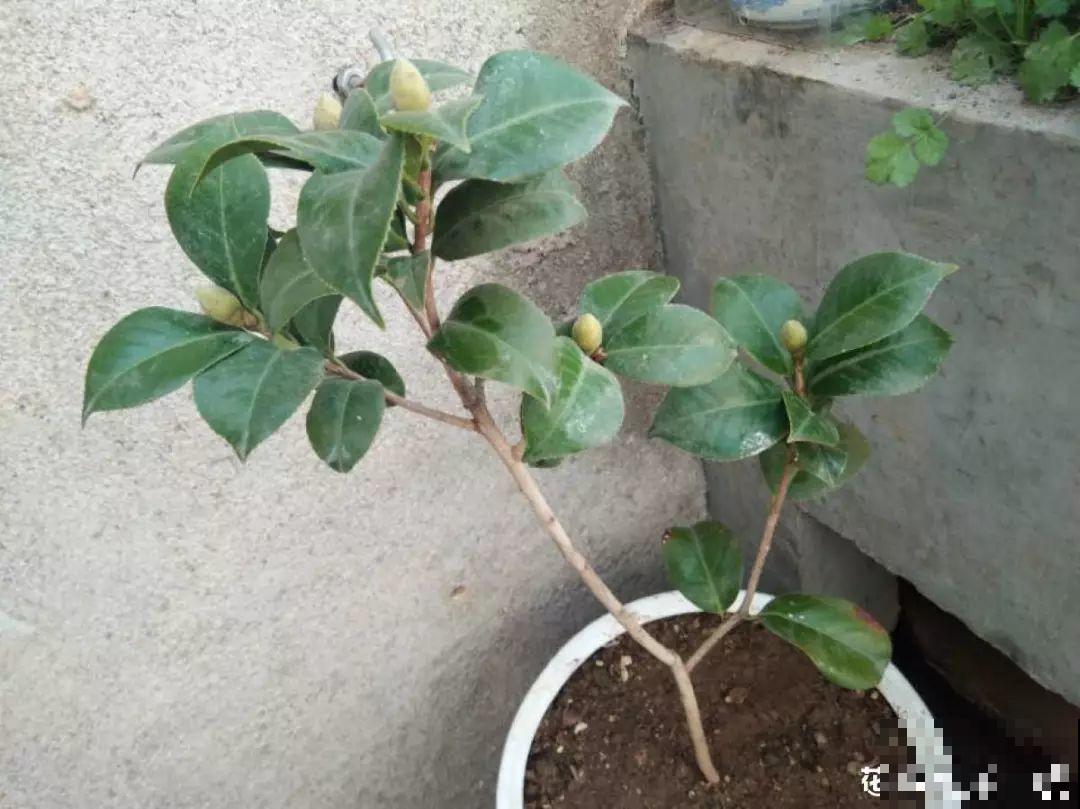 这花想要冬天开，就得狠心剪两刀，满树红花惹人爱！
