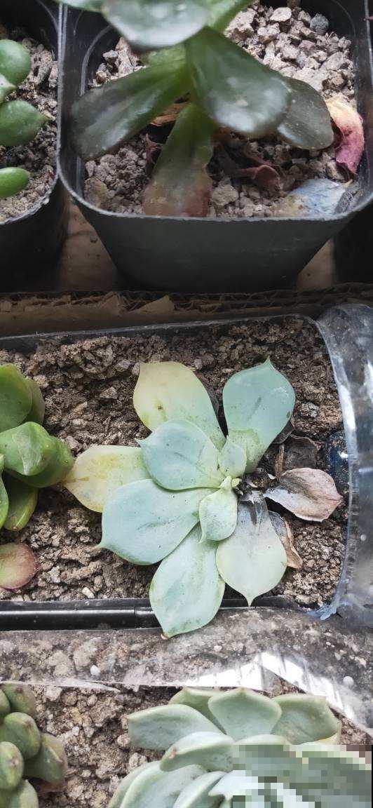 多肉出现2种信号，要注意，否则多肉死翘翘