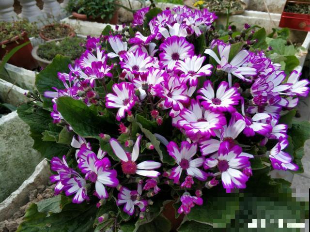 花市这3种“便宜”花，过年摆家里最好看，不买亏大了！