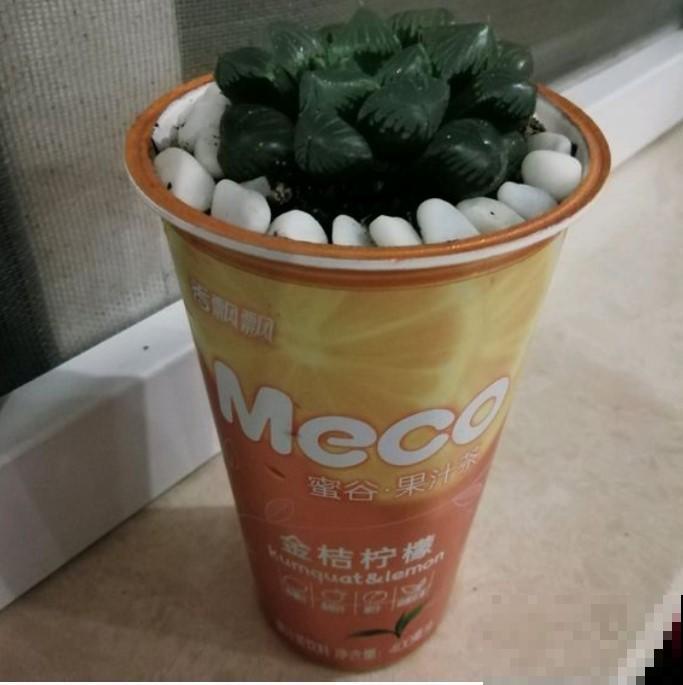 奶茶杯子种玉露，经济实惠又好用，个个都胖到爆炸！