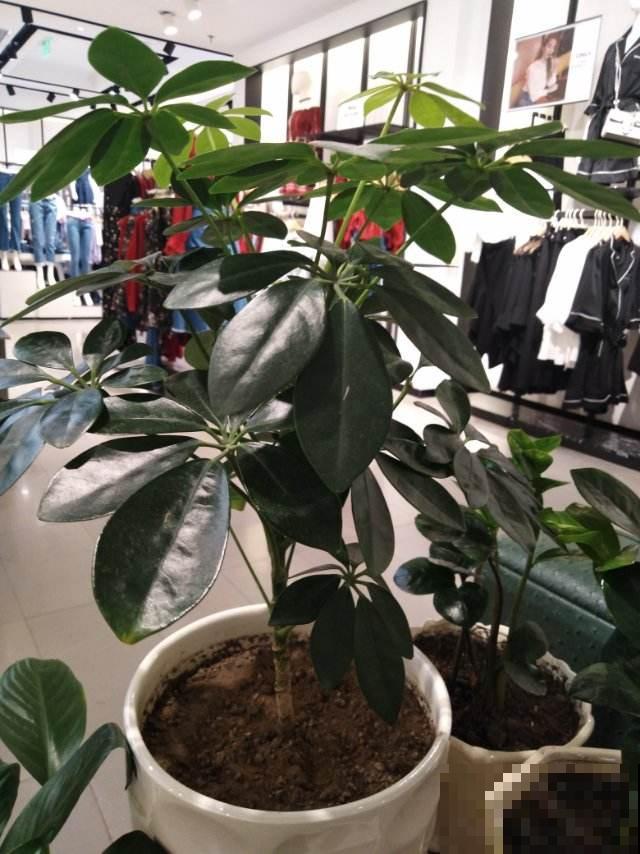 3种水，拿来养花最好使，还不用花钱