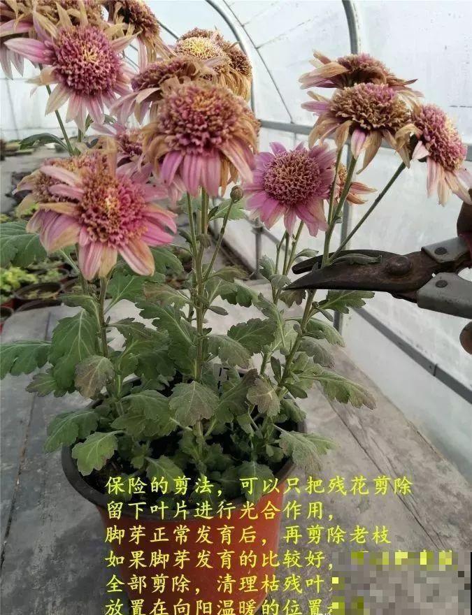 这7种花，冬天会假死，千万别丢垃圾桶！