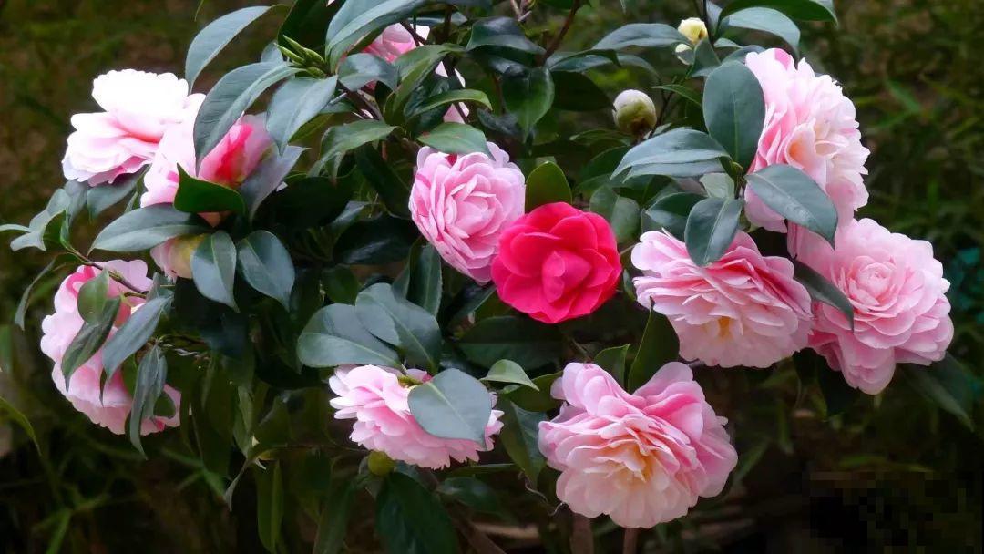 这花想要冬天开，就得狠心剪两刀，满树红花惹人爱！