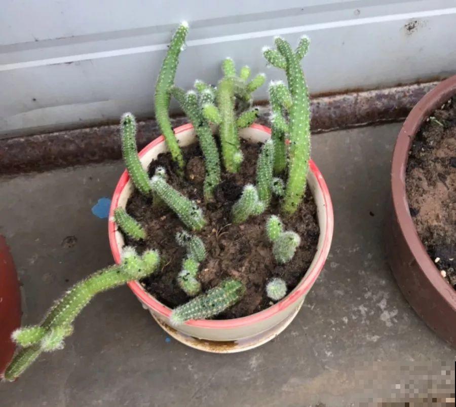 土里浇点它，专治小黑飞，虫子不招叶子绿油油！