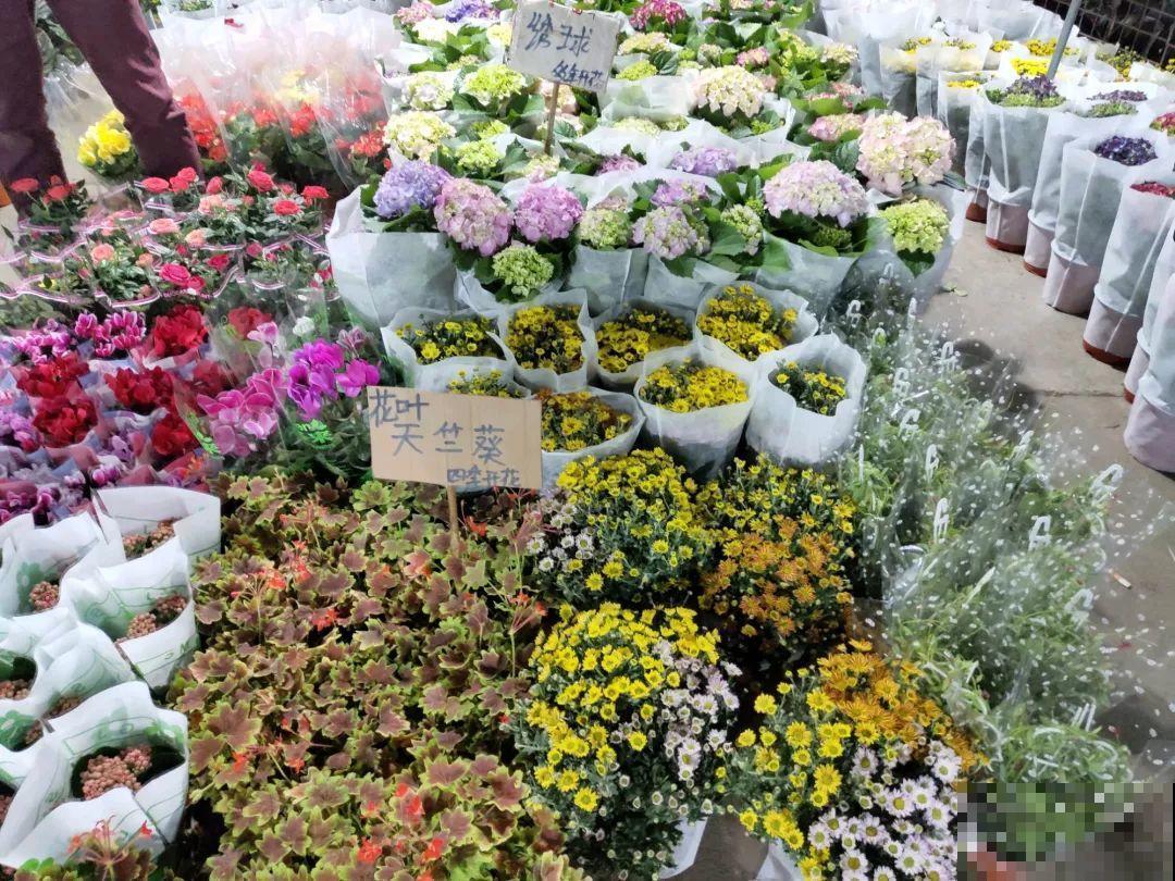 12月逛花市，这花好看又好养，遇到赶紧抱回家！