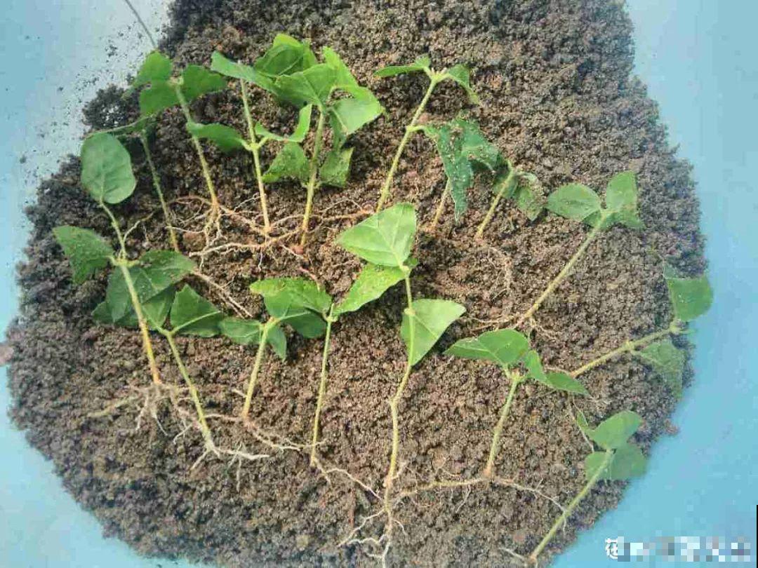 这花不能养太老，越老越不爱开花，最后变成木疙瘩！