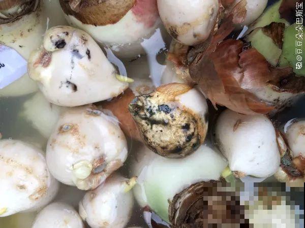 10种花，冬天切记管住手，小心浇完水就掉叶子！