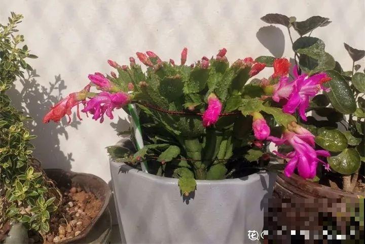 这8种花，其实都是多肉，旱着养才能长爆盆！