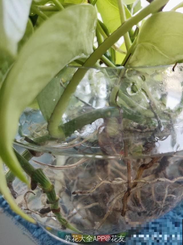 水培植物咋烂了？都怪放的地方不对，这几个位置万万不能放！