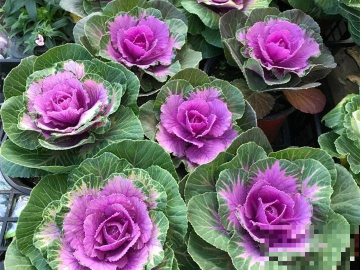 这花冬天不怕冷，越冻越好看，栽在院子里像玫瑰！