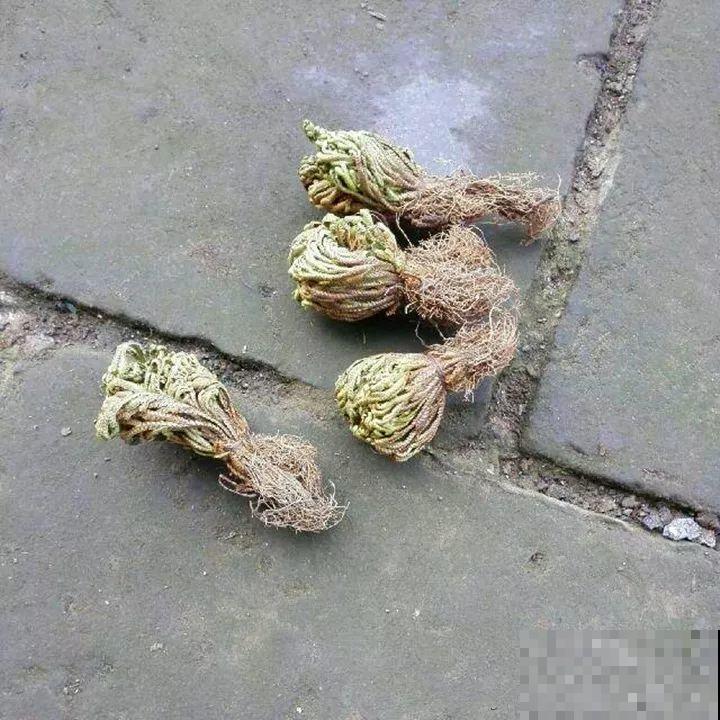 看见这花可别买，忍住，小心被忽悠，花钱买气受！