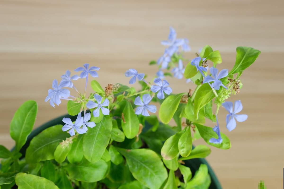 现在买这3种花，要把花苞剪掉，否则来年没花看