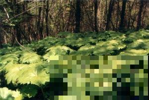 野外看到的这野草，叶子宽大像磨盘，神秘作用引诱人挖掘！