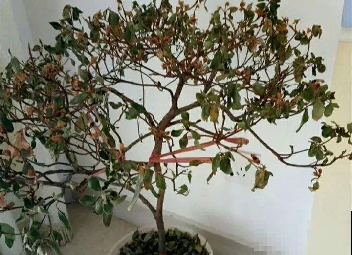 花一黄叶就挂，早治能救活，晚了一片叶子也不剩！