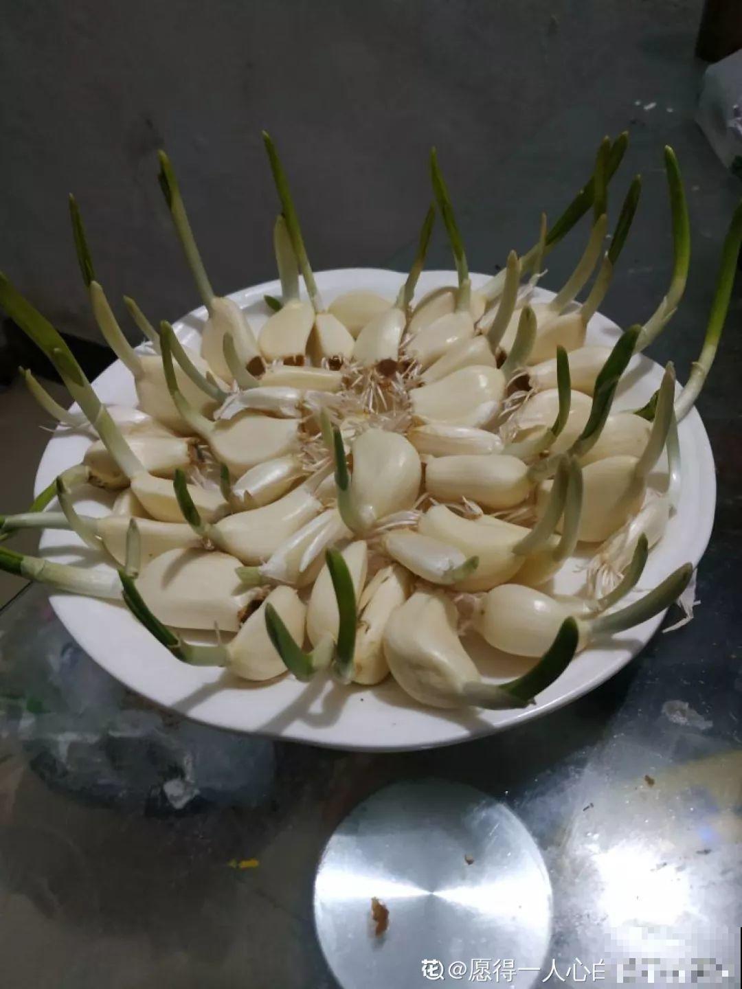 现在养盆它，10天变成小森林，过年就能上桌吃！
