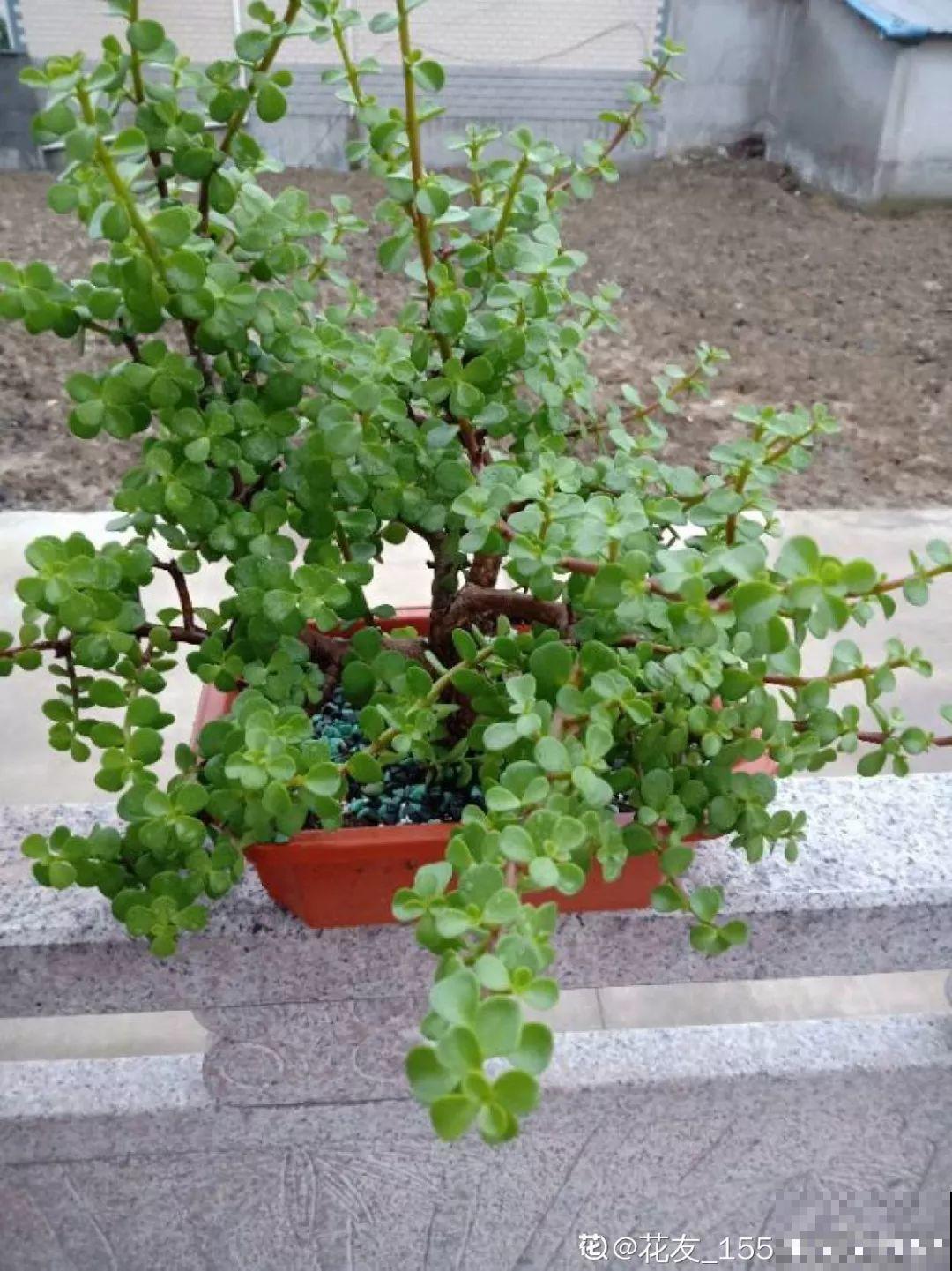 一到冬天，金枝玉叶就开始掉叶子，再不救，早晚成光杆！